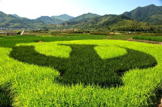 2019年種子生產(chǎn)與經(jīng)營專業(yè)就業(yè)方向與就業(yè)前景