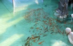 2019飼料與動物營養(yǎng)專業(yè)就業(yè)方向與就業(yè)前景